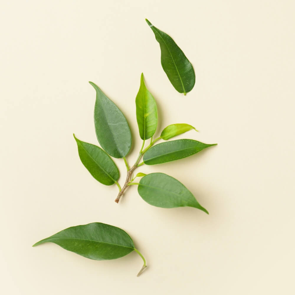 Small green leaves on a white background.